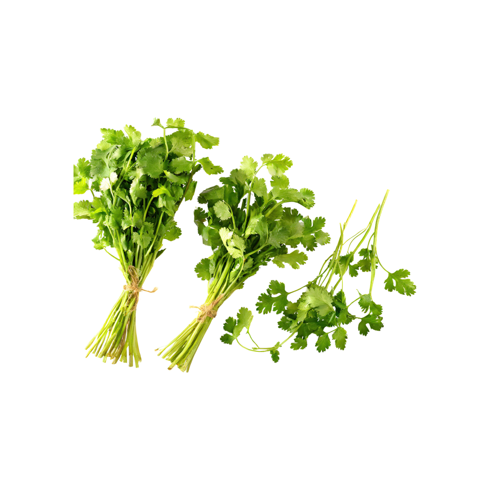 AI generated Bunches Of Dried Green Coriander Leaves, Without Shadow