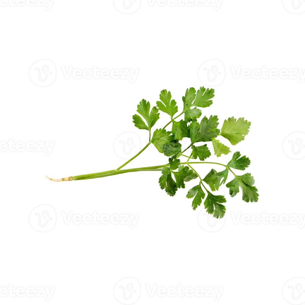 AI generated Sprig Of Dried Green Coriander Leaves, Without Shadow, Isolated Transparent Background png