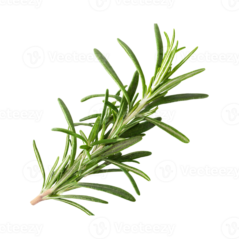 AI generated Floating Of Rosemary, Without Shadow, Isolated Transparent Background png