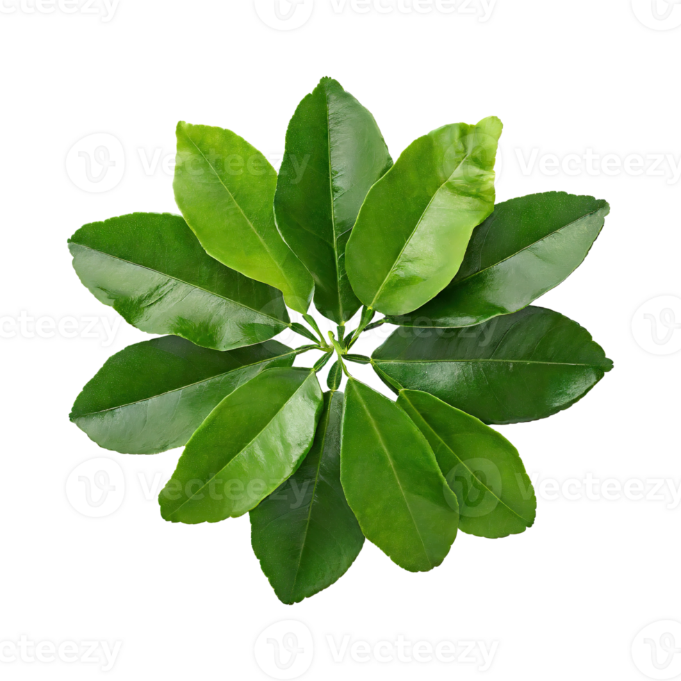 AI generated Histriks Lime Leaf, Without Shadow, Isolated Transparent Background png