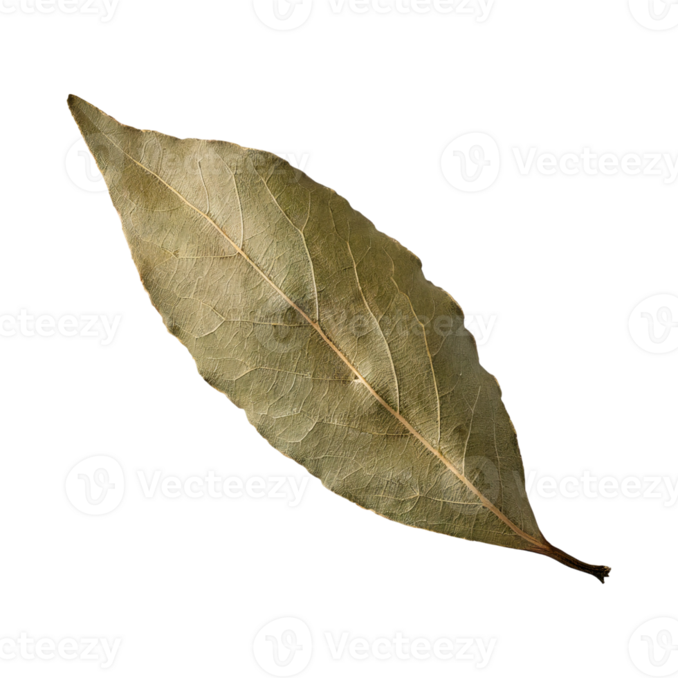 AI generated Dried Bay Leaf , Without Shadow, Isolated Transparent Background png