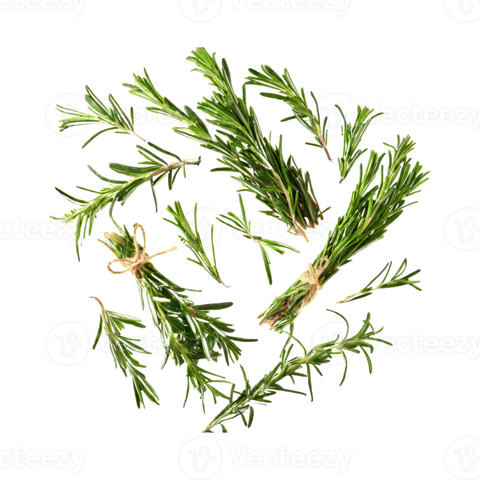 AI generated Floating Of Bunches Rosemary, Without Shadow, Isolated Transparent Background png