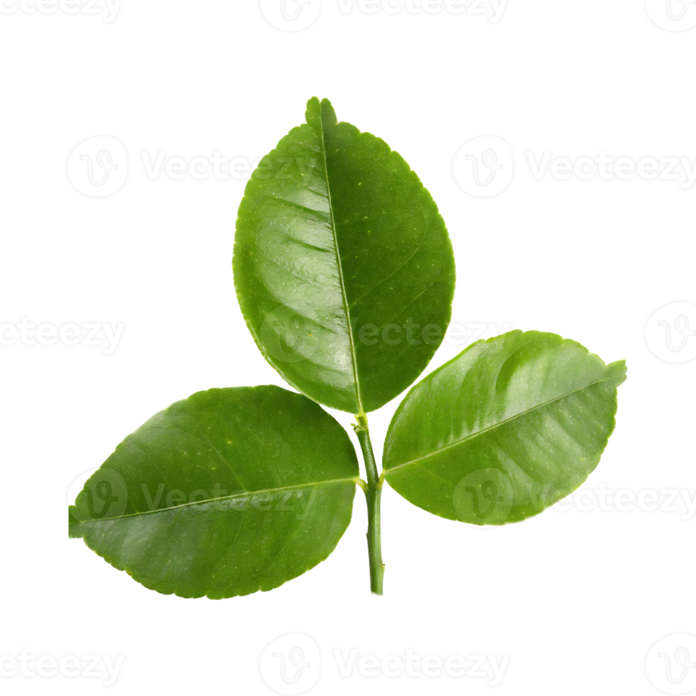 AI generated Histriks Lime Leaf, Without Shadow, Isolated Transparent Background png