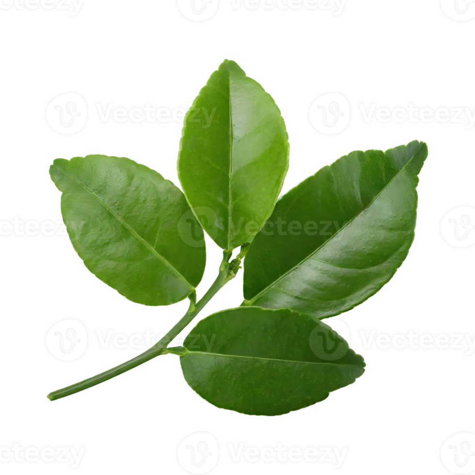 AI generated Histriks Lime Leaf, Without Shadow, Isolated Transparent Background png