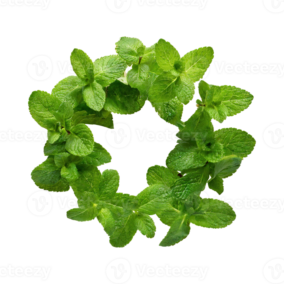 AI generated Floating Of One Fresh Mint Leaf, Without Shadow,Isolated Transparent Background png