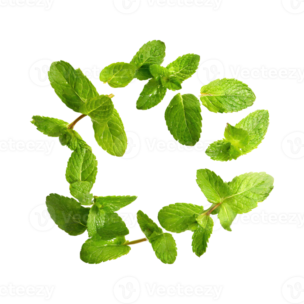 AI generated Floating Of One Fresh Mint Leaf, Without Shadow,Isolated Transparent Background png