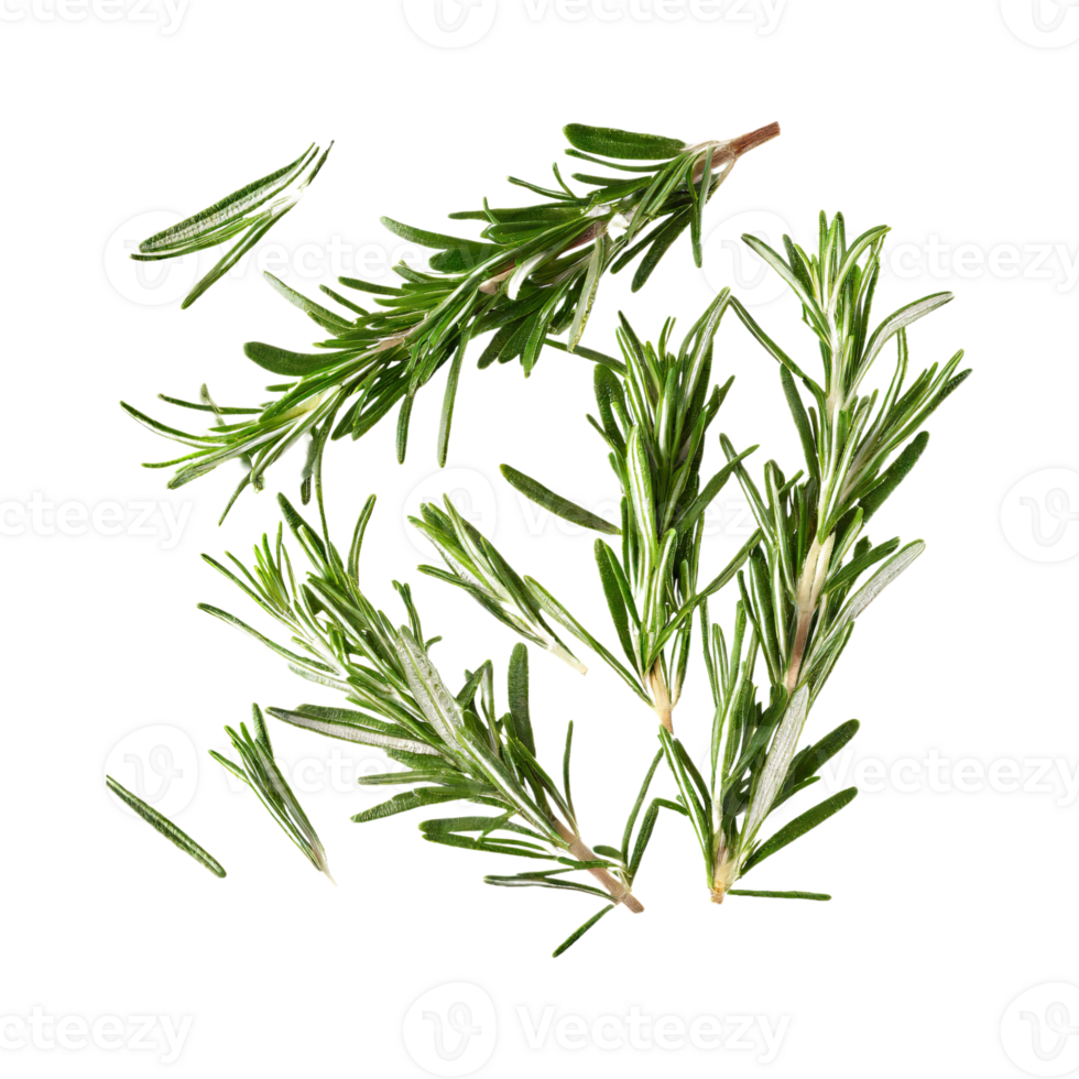 AI generated Floating Of Rosemary, Without Shadow, Isolated Transparent Background png