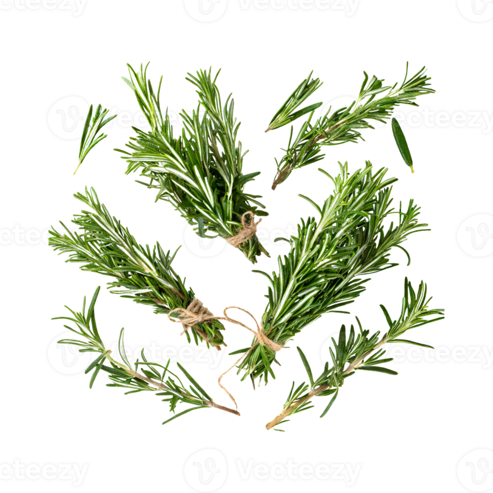 AI generated Floating Of Bunches Rosemary, Without Shadow, Isolated Transparent Background png