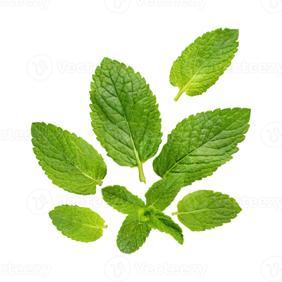 AI generated Floating Of One Fresh Mint Leaf, Without Shadow,Isolated Transparent Background png