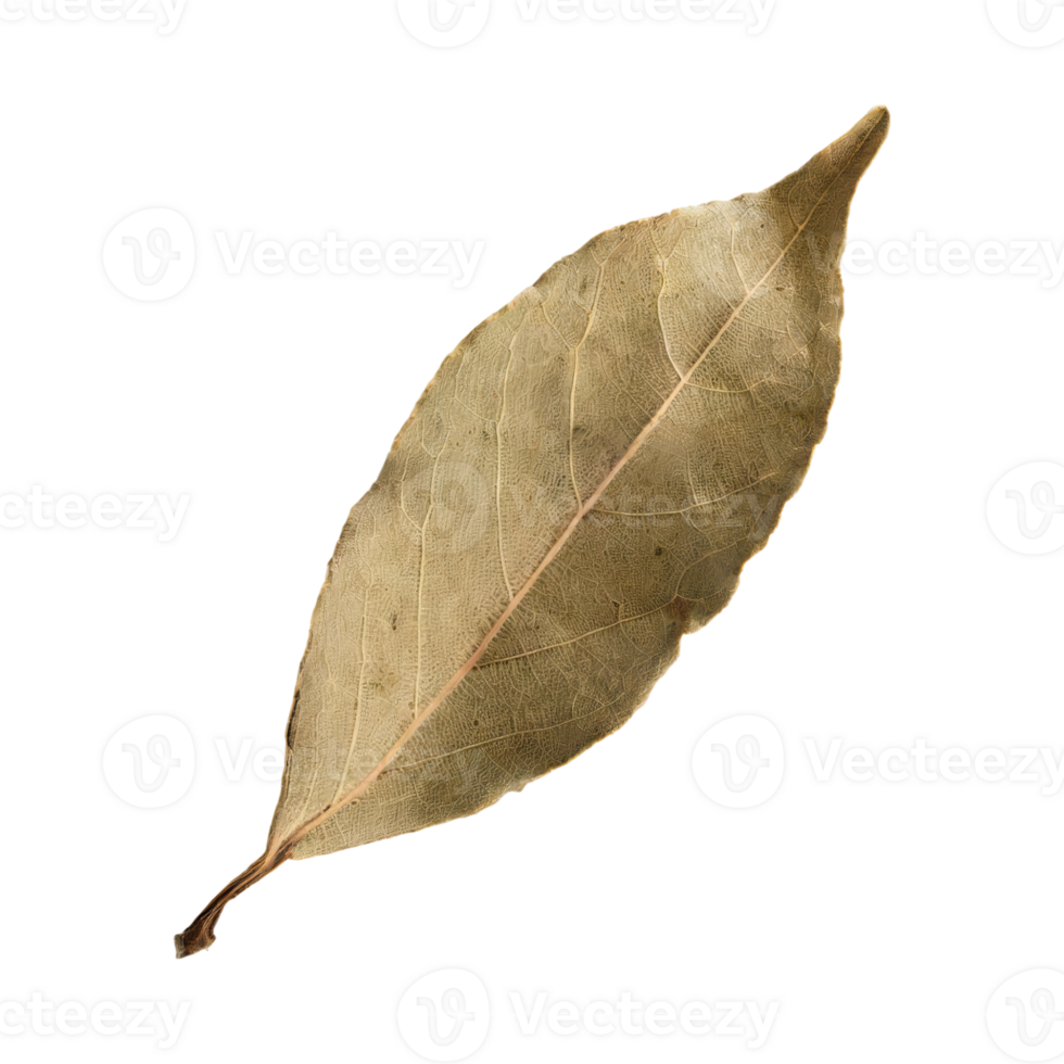 AI generated Dried Bay Leaf , Without Shadow, Isolated Transparent Background png