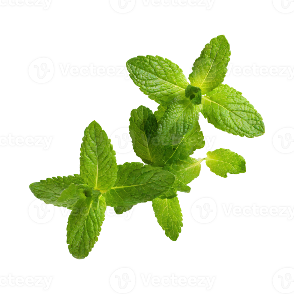 AI generated Floating Of One Fresh Mint Leaf, Without Shadow,Isolated Transparent Background png