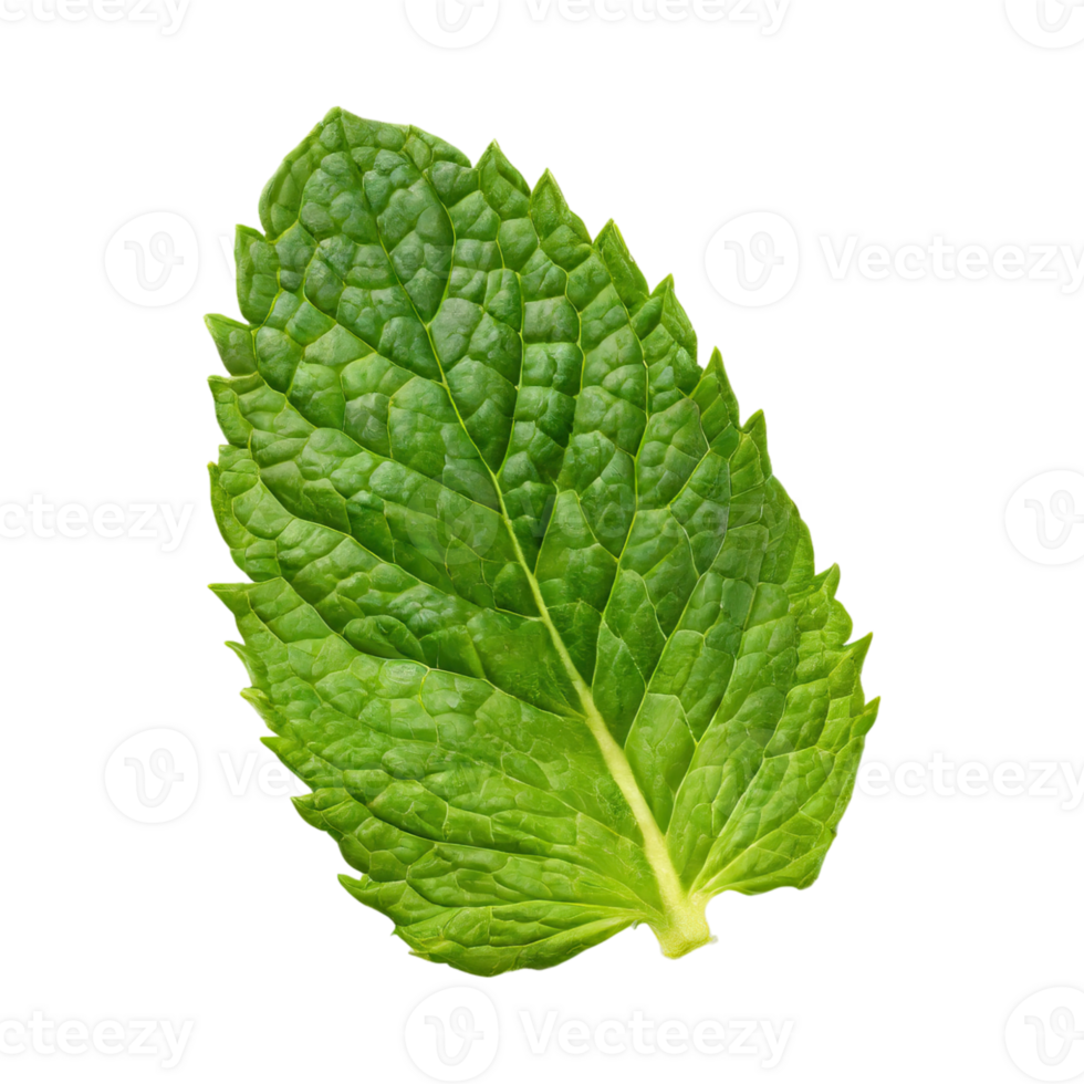 AI generated Floating Of One Fresh Mint Leaf, Without Shadow,Isolated Transparent Background png