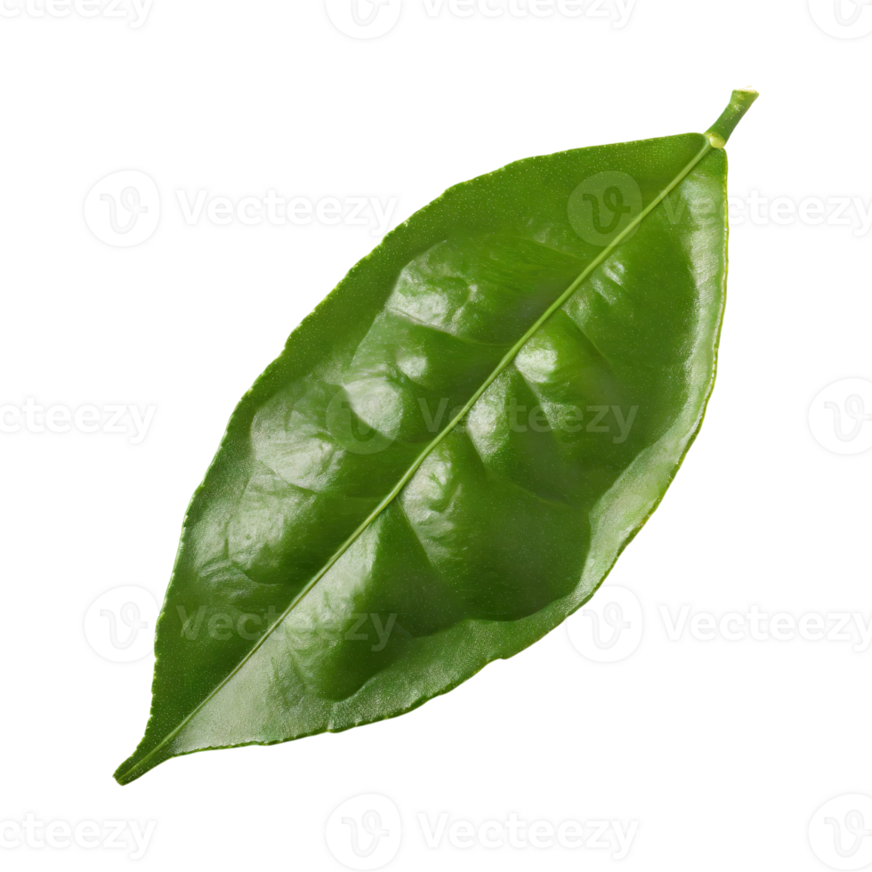 AI generated Histriks Lime Leaf, Without Shadow, Isolated Transparent Background png