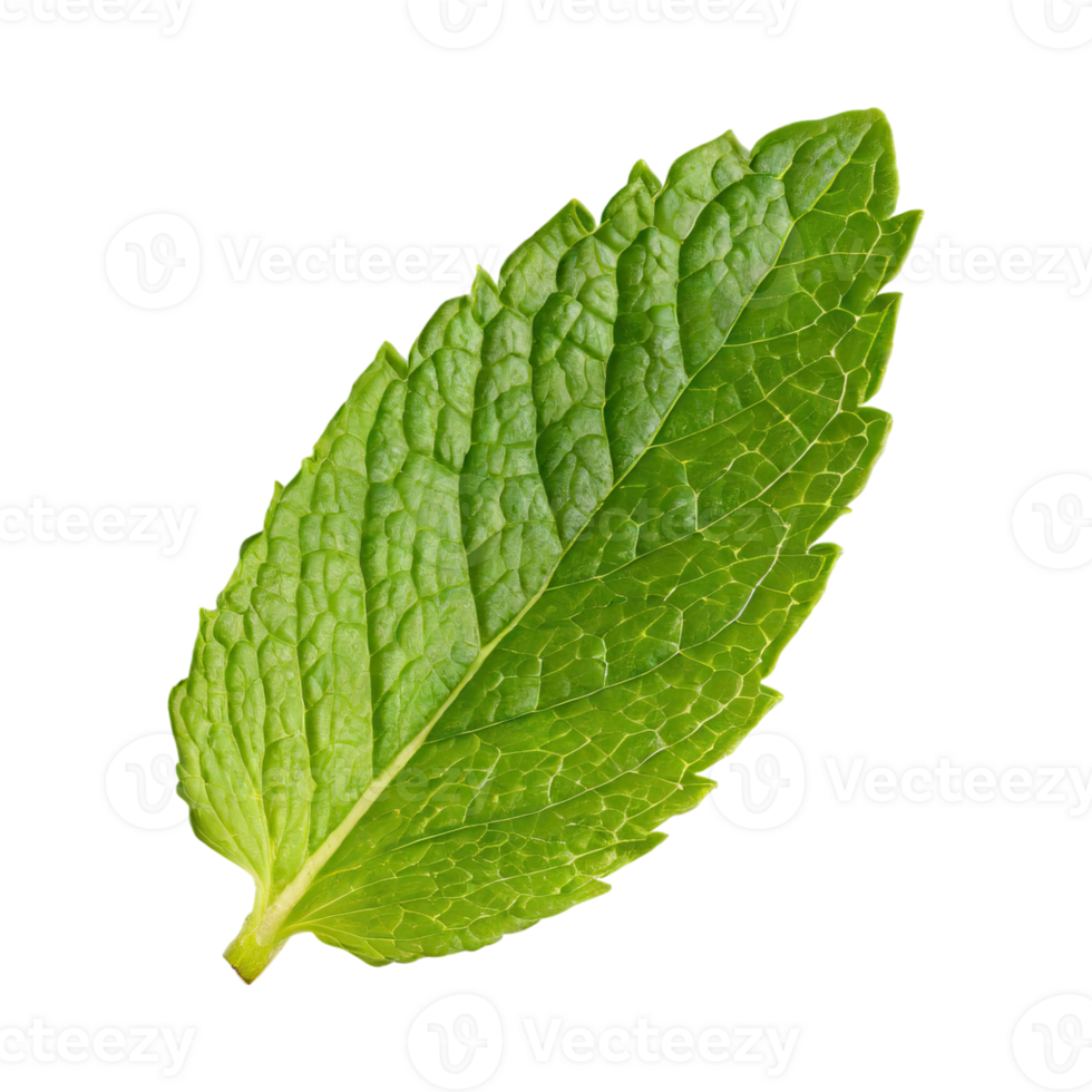 AI generated Floating Of One Fresh Mint Leaf, Without Shadow,Isolated Transparent Background png