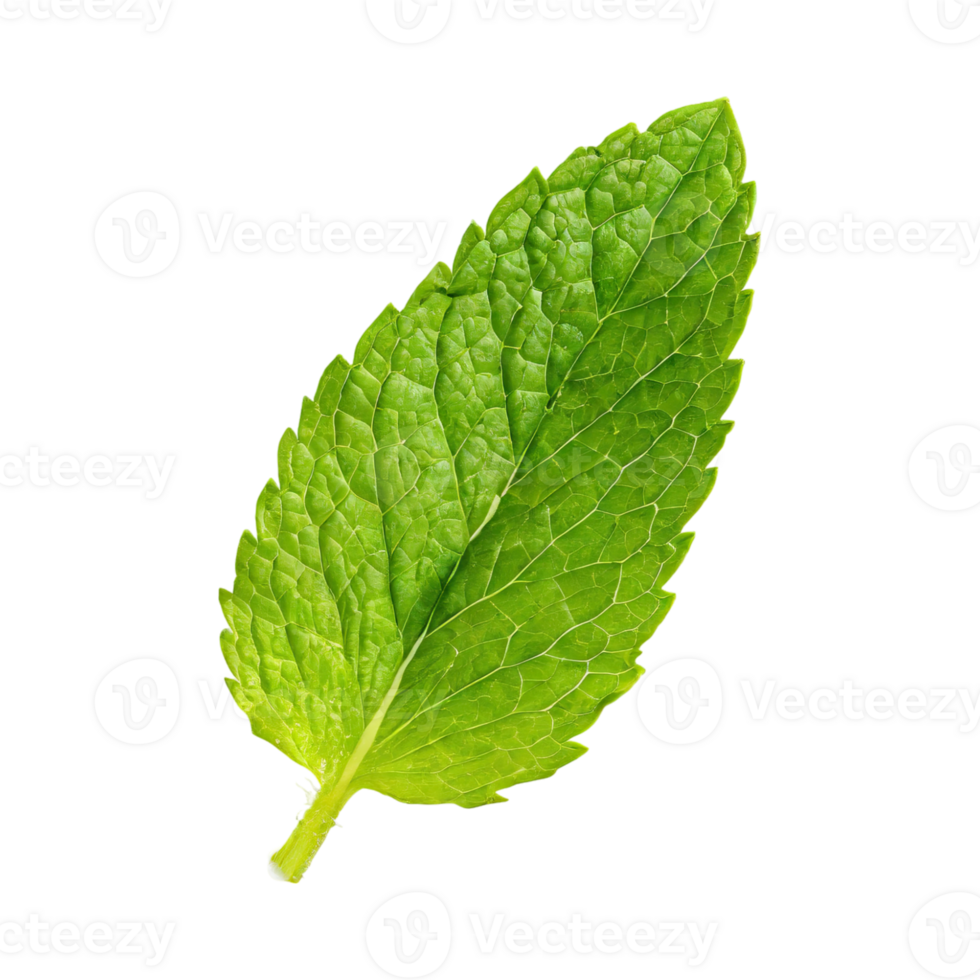 AI generated Floating Of One Fresh Mint Leaf, Without Shadow,Isolated Transparent Background png