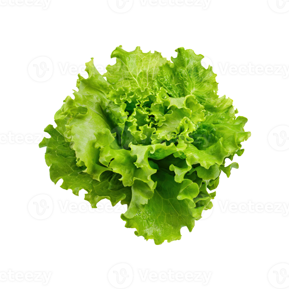 AI generated Floating Of One Fresh Green Lettuce, Without Shadow, Isolated Transparent Background png