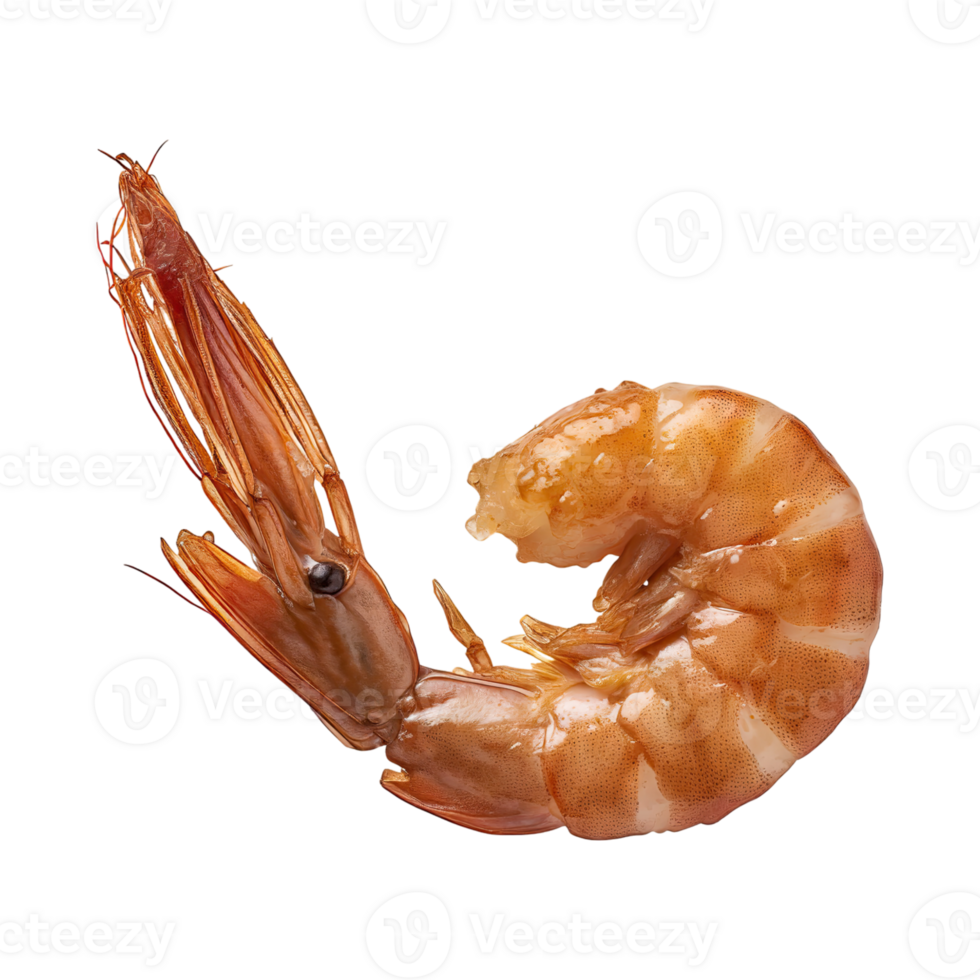 AI generated Floating Of One Brown Dried Shrimp Ebi, Isolated Transparent Background png