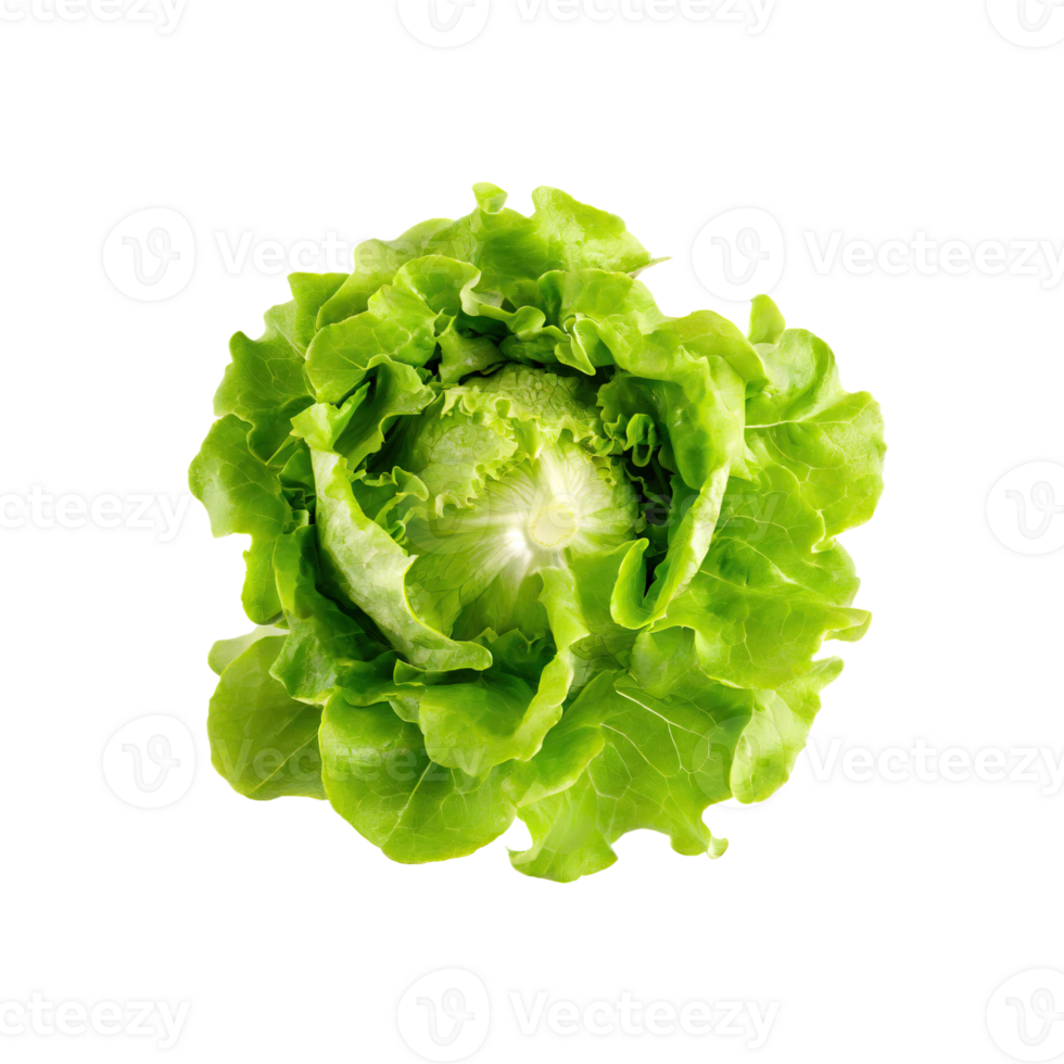 AI generated Fresh Green Lettuce, Without Shadow, Isolated Transparent Background png