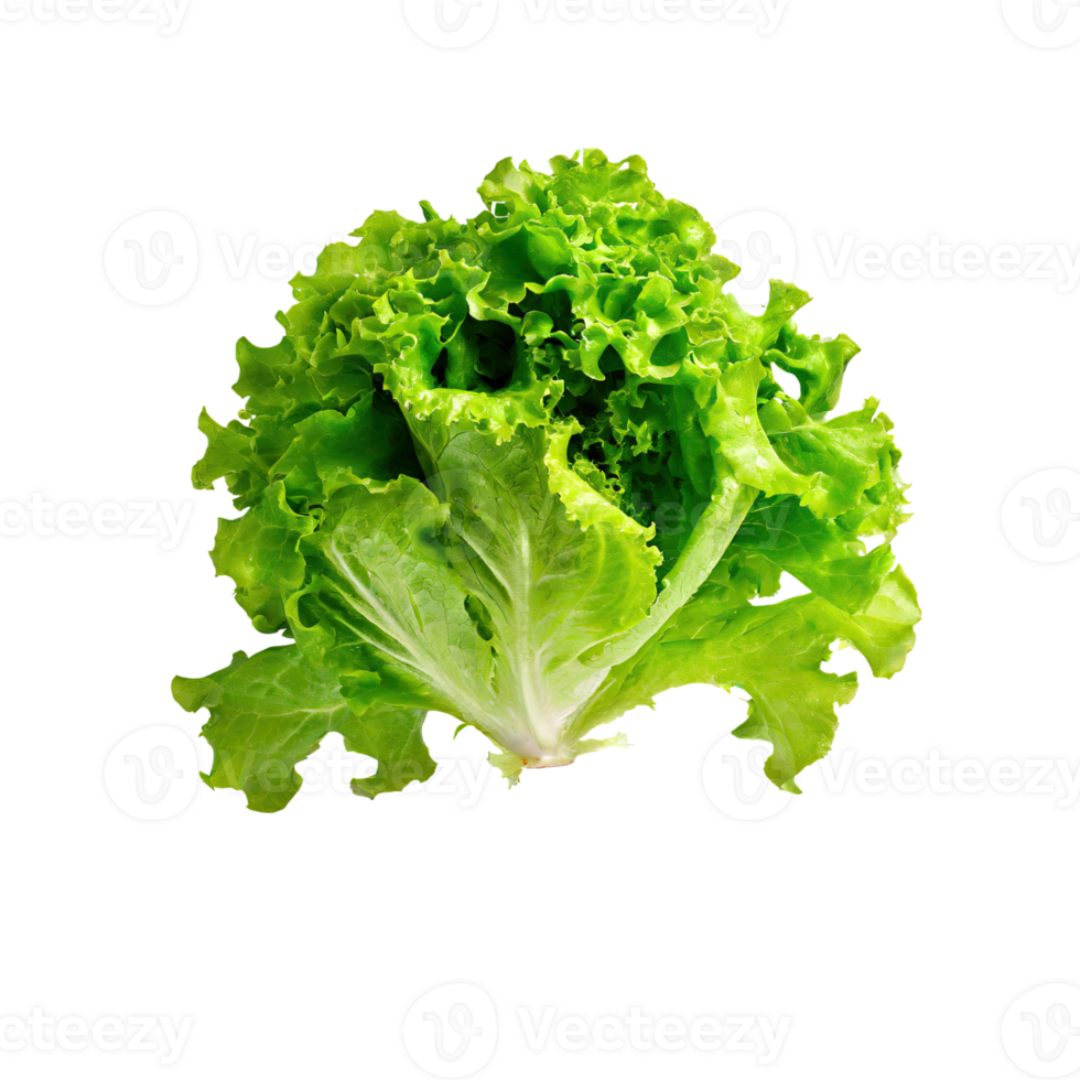 AI generated Floating Of One Fresh Green Lettuce, Without Shadow, Isolated Transparent Background png