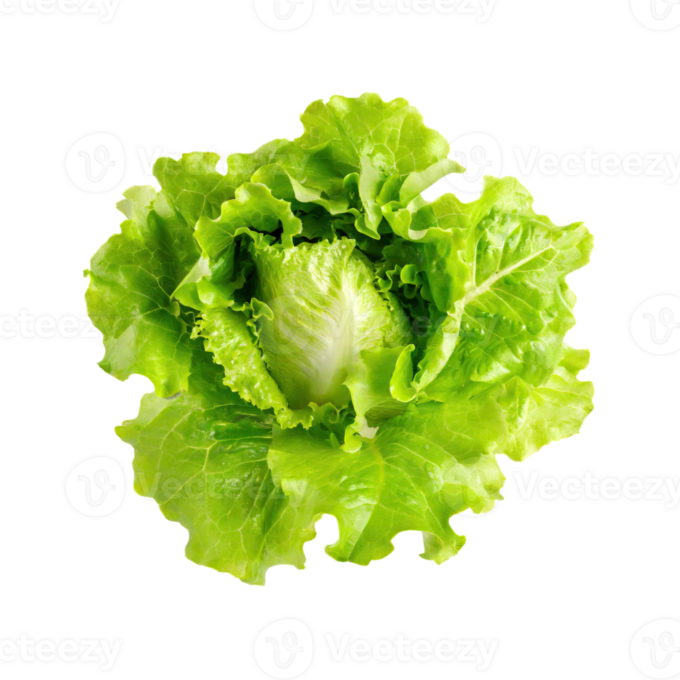 AI generated Floating Of One Fresh Green Lettuce, Without Shadow, Isolated Transparent Background png