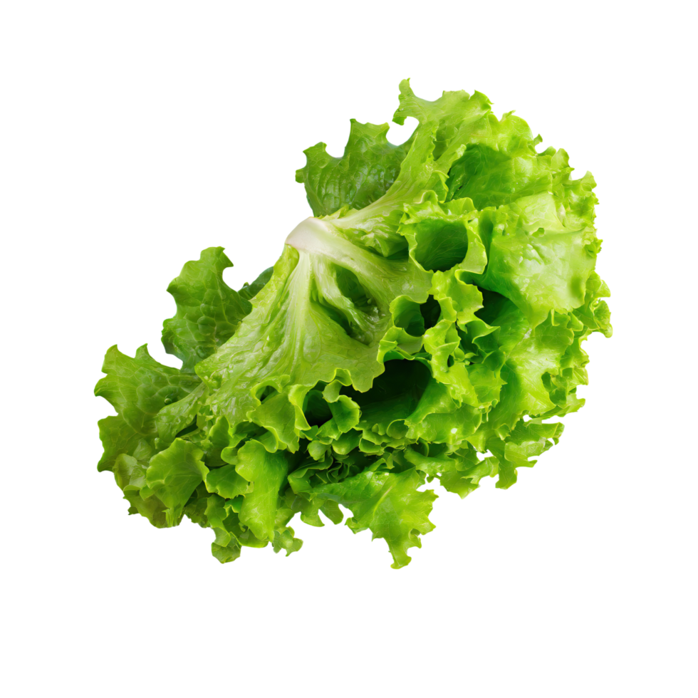 AI generated Floating Of One Fresh Green Lettuce, Without Shadow, Isolated Transparent Background png