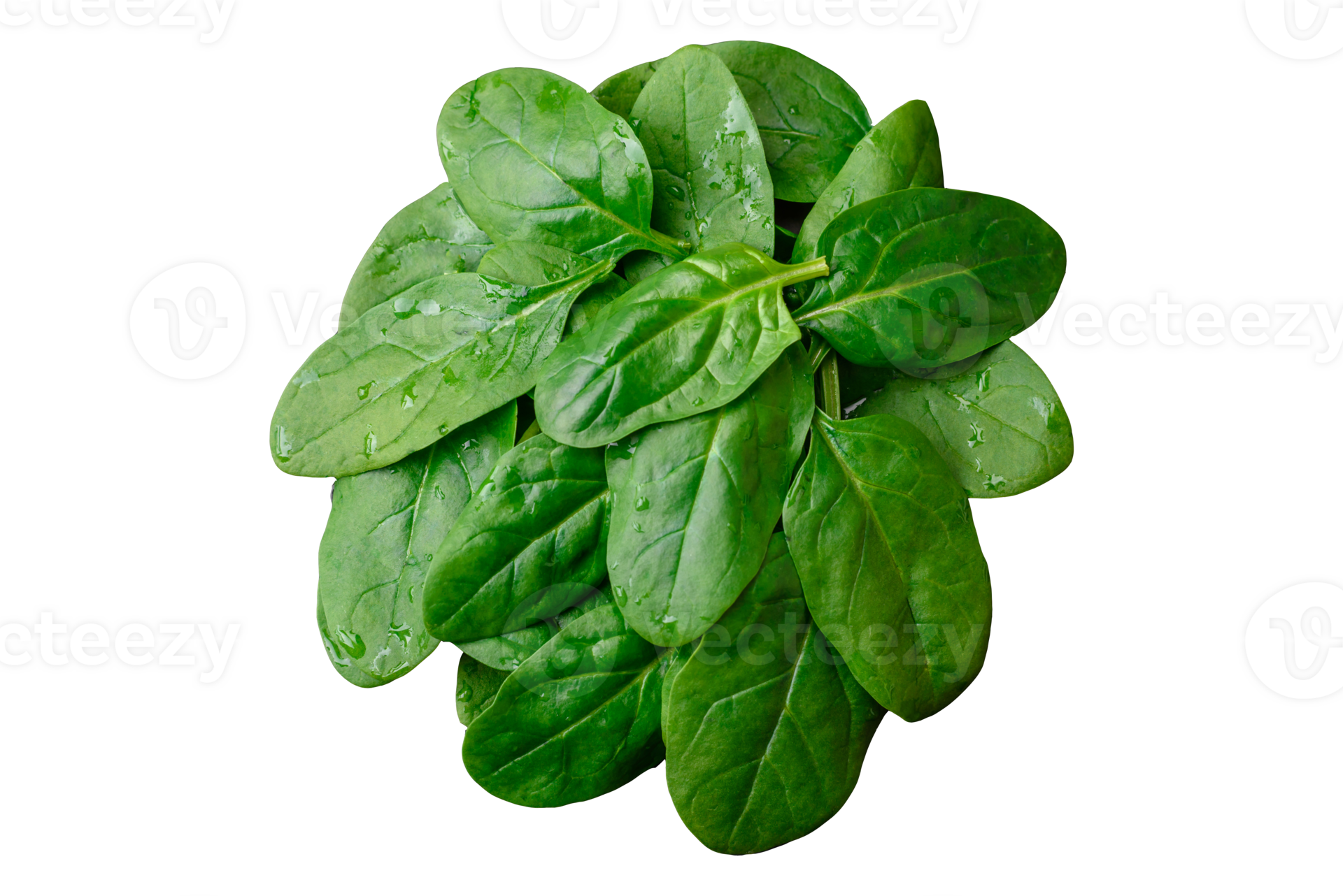 Fresh green spinach leaves on a black ceramic plate 36266149 PNG