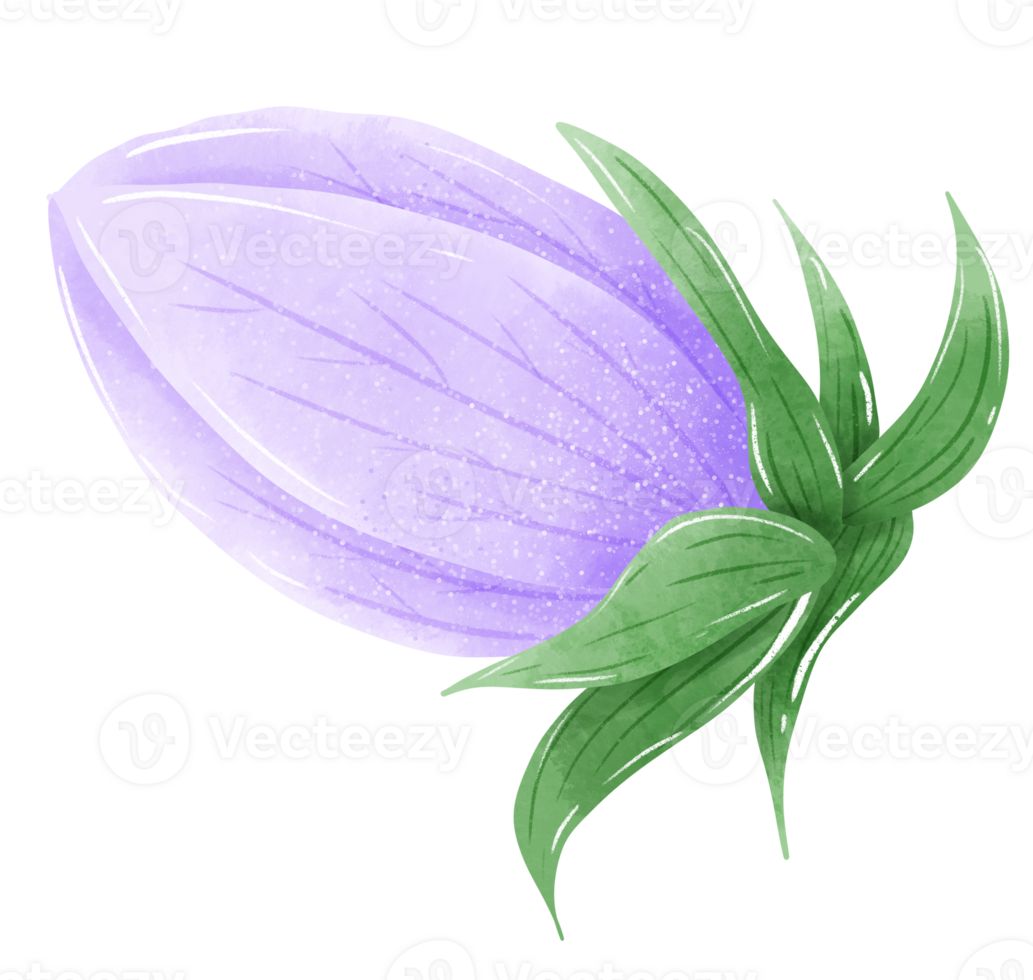 Watercolor hand drawn illustration Violet purple flower for wedding invitation bridal shower greeting card png