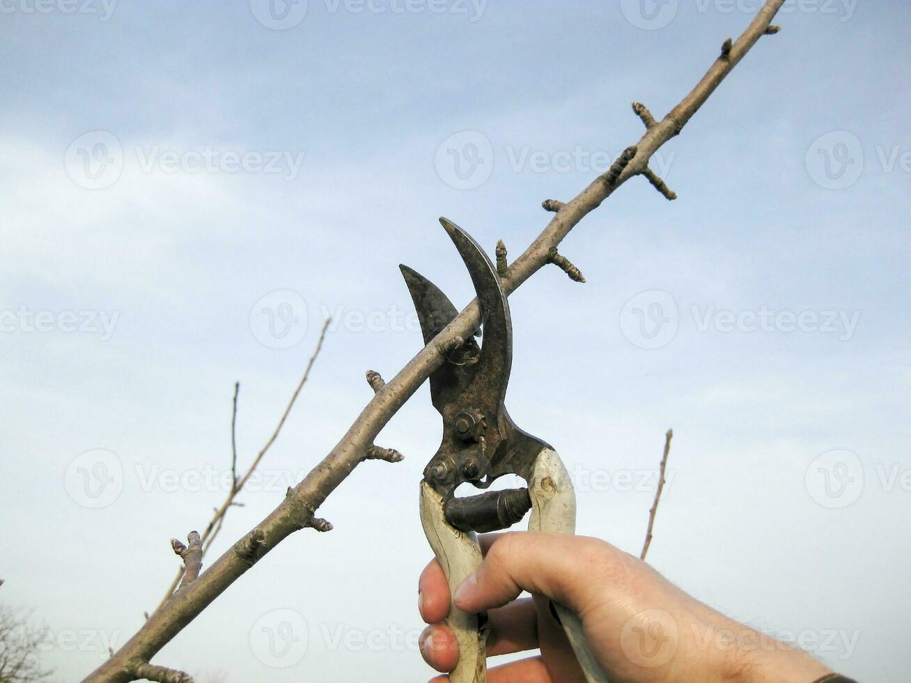 Pruning shears trees photo