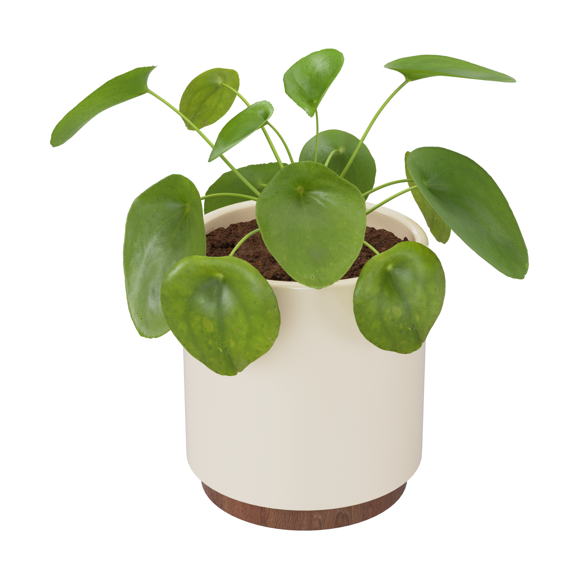 chinese-money-plant-pilea-peperomioides-houseplant-in-a-pot-36268443-png