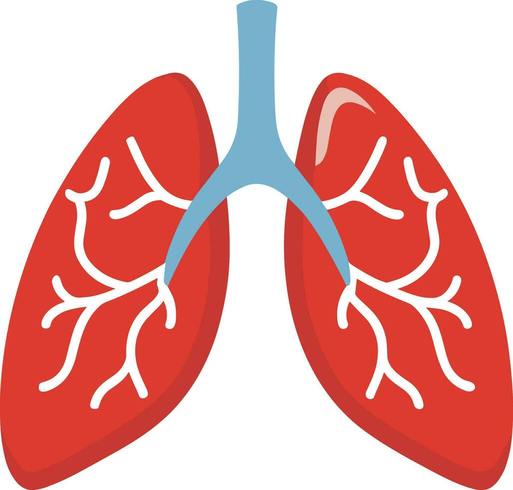 the lungs are shown in a flat style vector