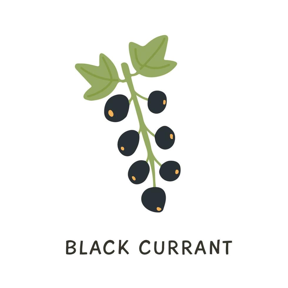 Twig of black currant with green leaves vector flat illustration. Hand drawn doodle of natural seasonal edible cassis berry isolated on white background. Branch of fresh garden berries.