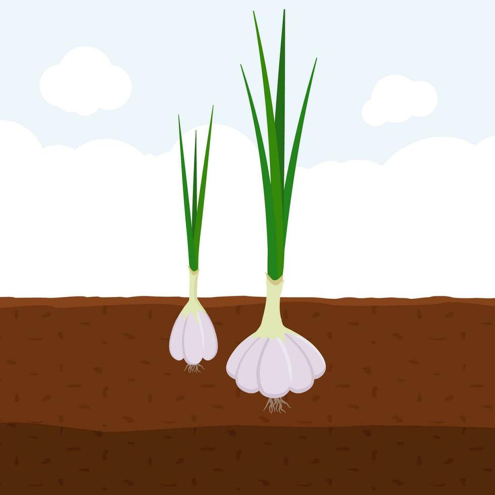 Garlic with green sprout on top in soil, Fresh organic vegetable garden plant growing underground, Cartoon flat vector illustration.