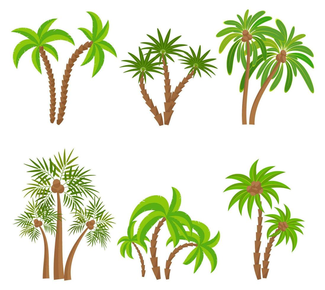 Different palm trees set isolated on white background. Tropical plants vector illustration. Rainforest jungle plants. Summer beach resort decoration.