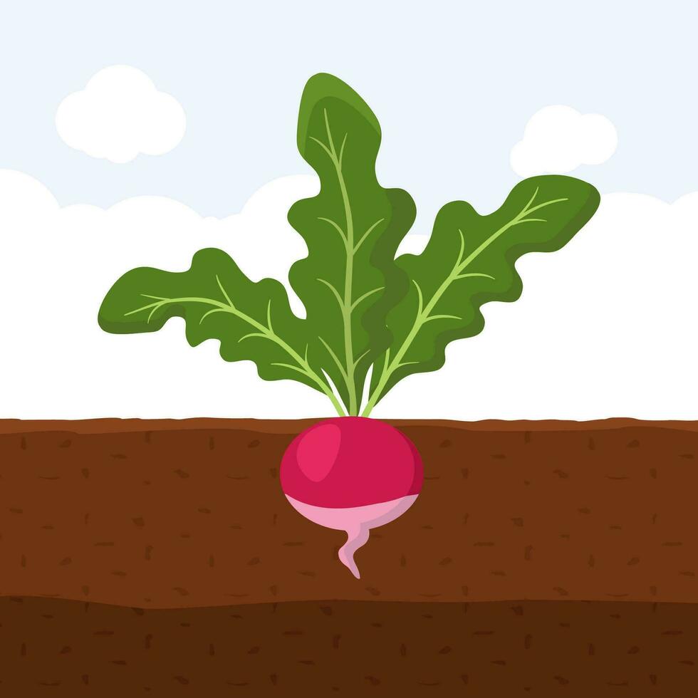 Radish with green leaves on top in soil, Fresh organic vegetable garden plant growing underground, Cartoon flat vector illustration.