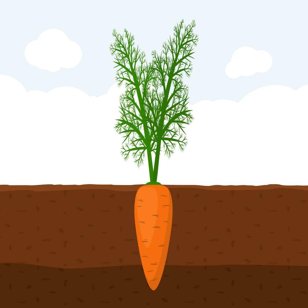 Carrot with green sprout on top in soil, Fresh organic vegetable garden plant growing underground, Cartoon flat vector illustration.