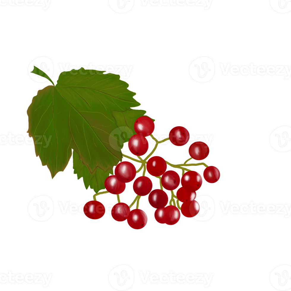Illustration pattern of ripe bright red viburnum and green leaves on a transparent neutral background. Elements for your design png