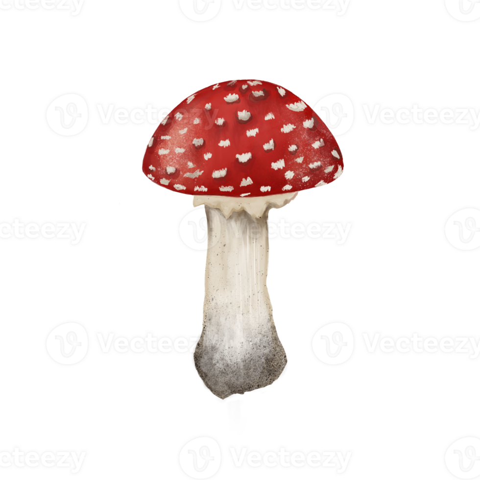 schön Illustration Muster von ein ungenießbar fliegen Agaric Pilz mit ein rot Deckel und ein Weiß Punkt auf ein transparent neutral Hintergrund png