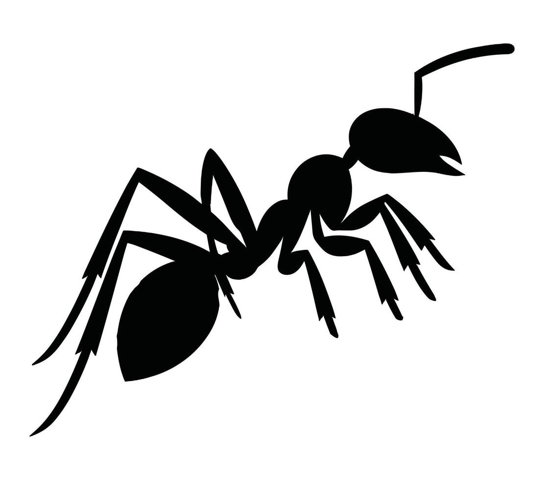 Acacia ant vector illustration design art.