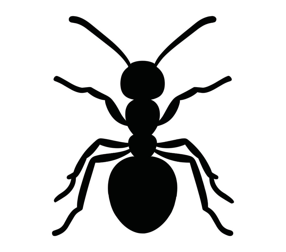 Vector, isolated silhouette of acacia ant. vector