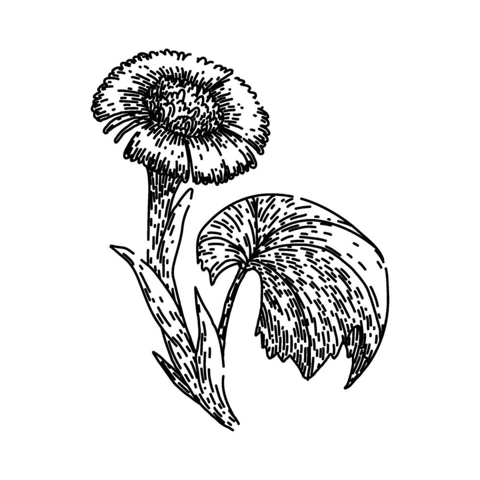 tussilago coltsfoot sketch hand drawn vector