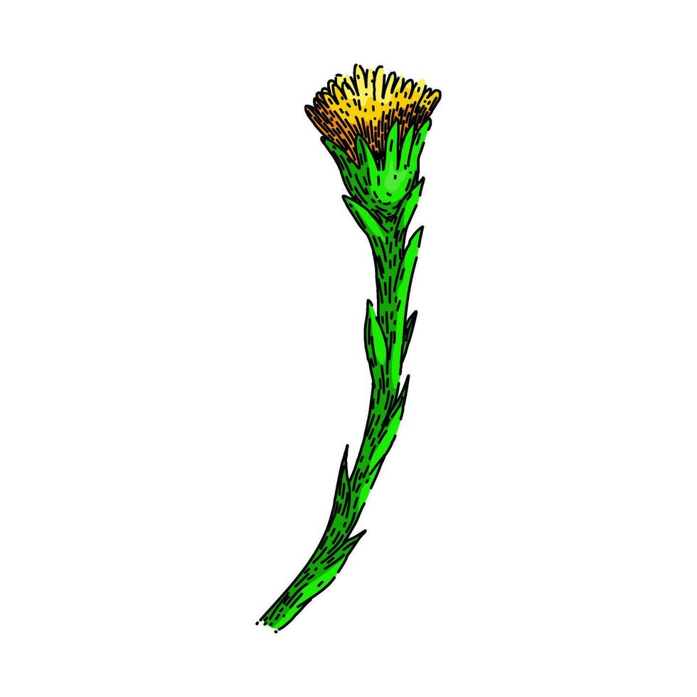 flower coltsfoot sketch hand drawn vector