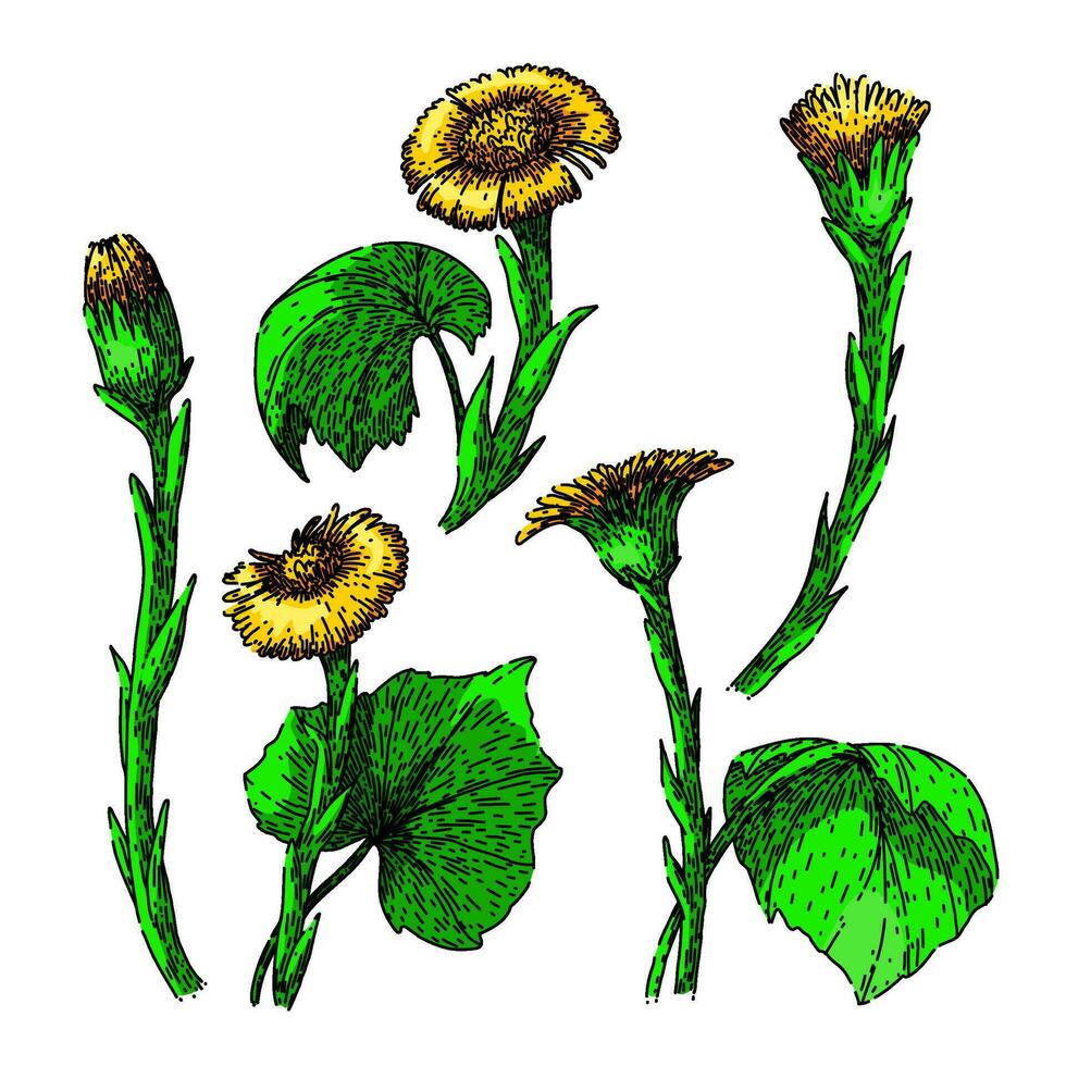 coltsfoot set sketch hand drawn vector