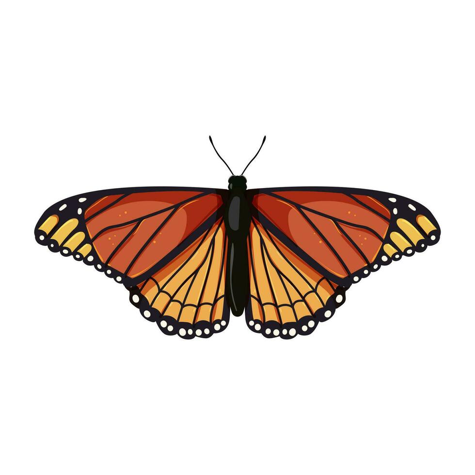 animal butterfly cartoon vector illustration