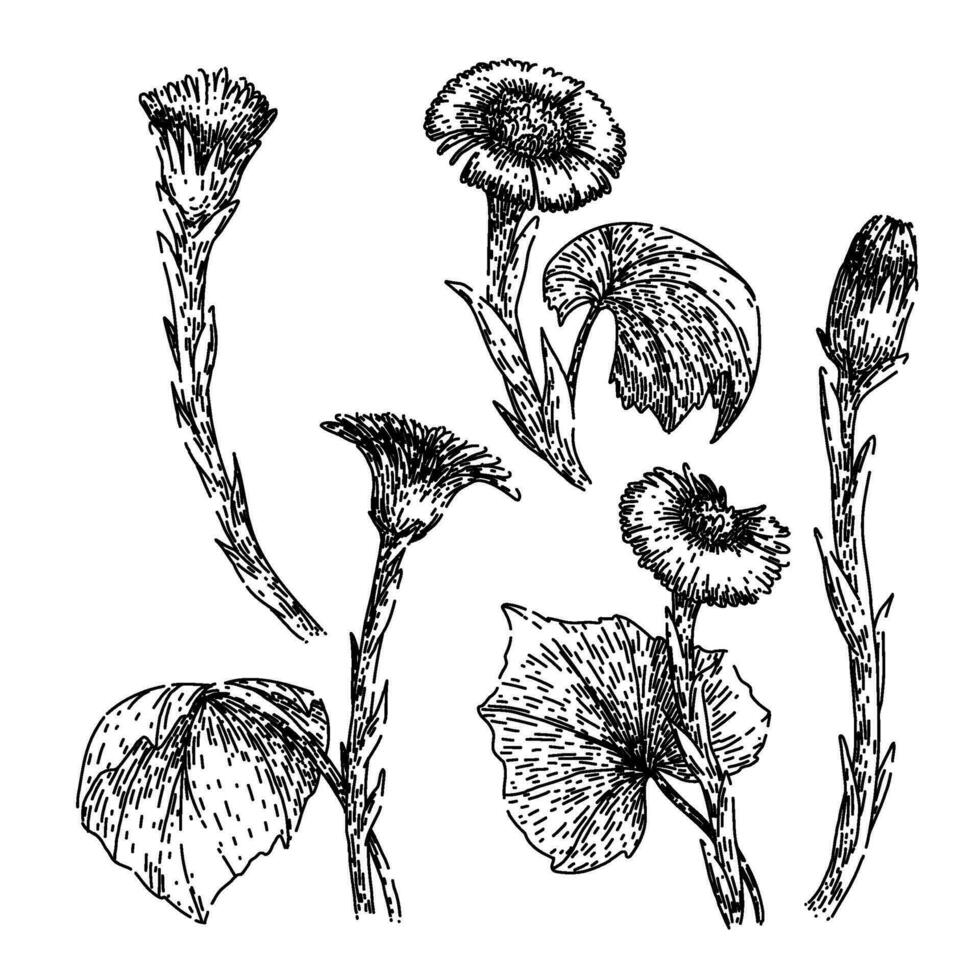 coltsfoot set sketch hand drawn vector