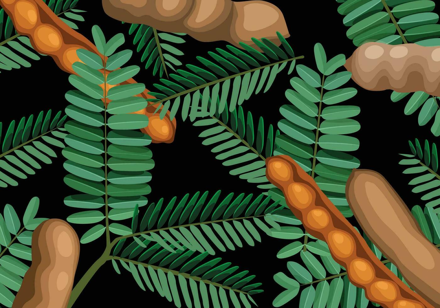 tamarind fruit tree asam java vector illustration with dark background for design purposes.