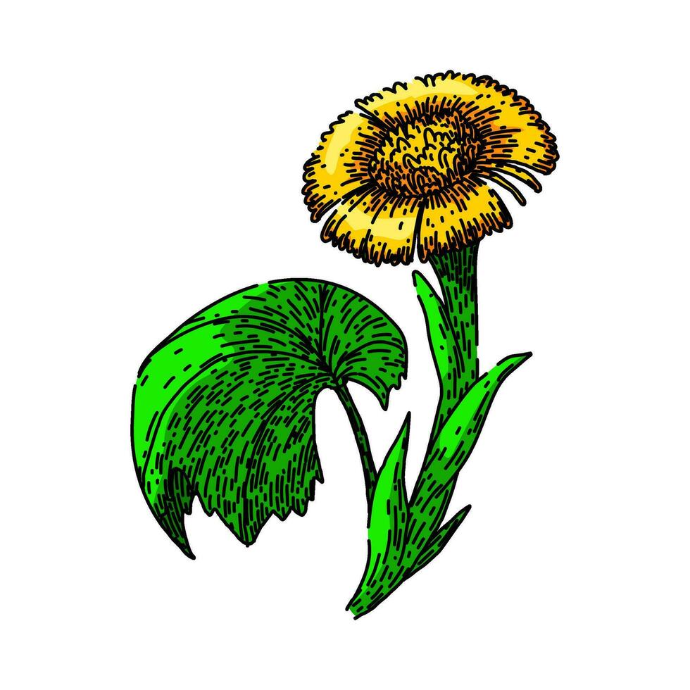tussilago coltsfoot sketch hand drawn vector