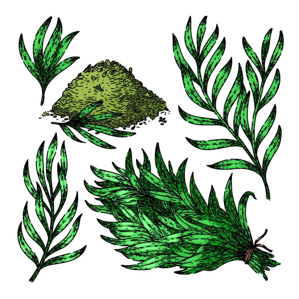 tarragon set sketch hand drawn vector