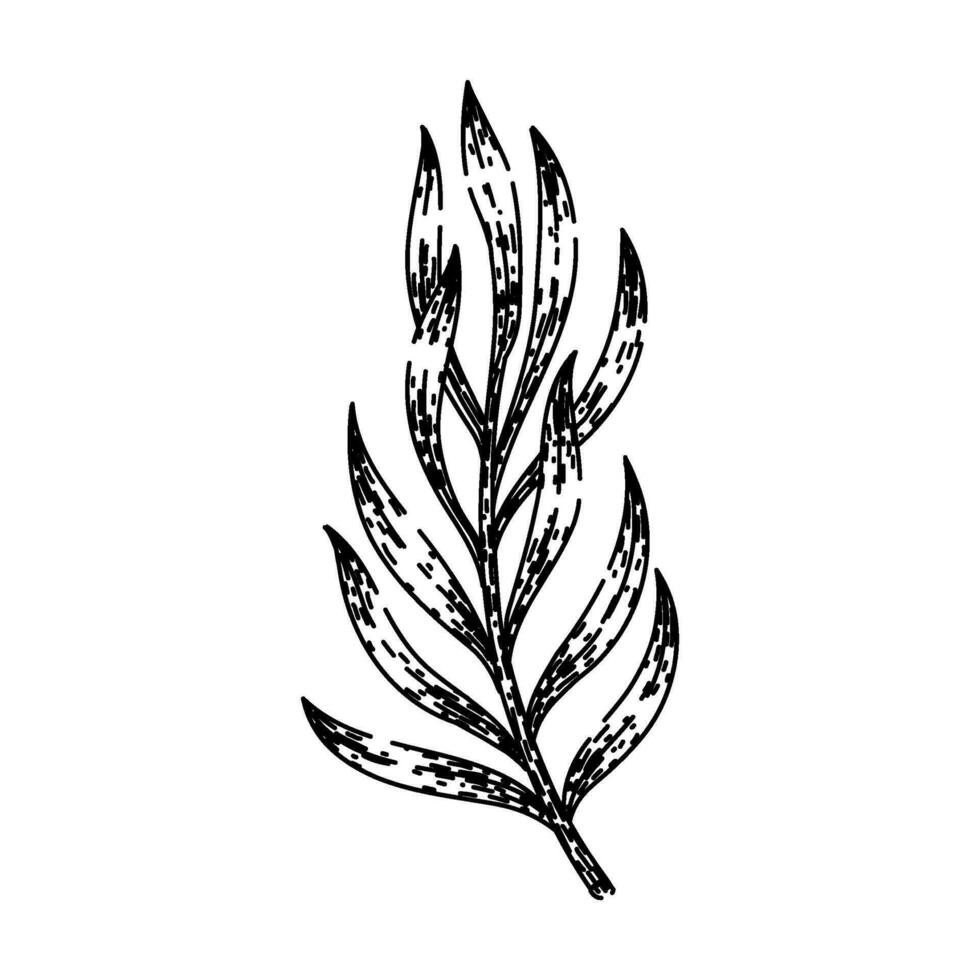 spice tarragon sketch hand drawn vector