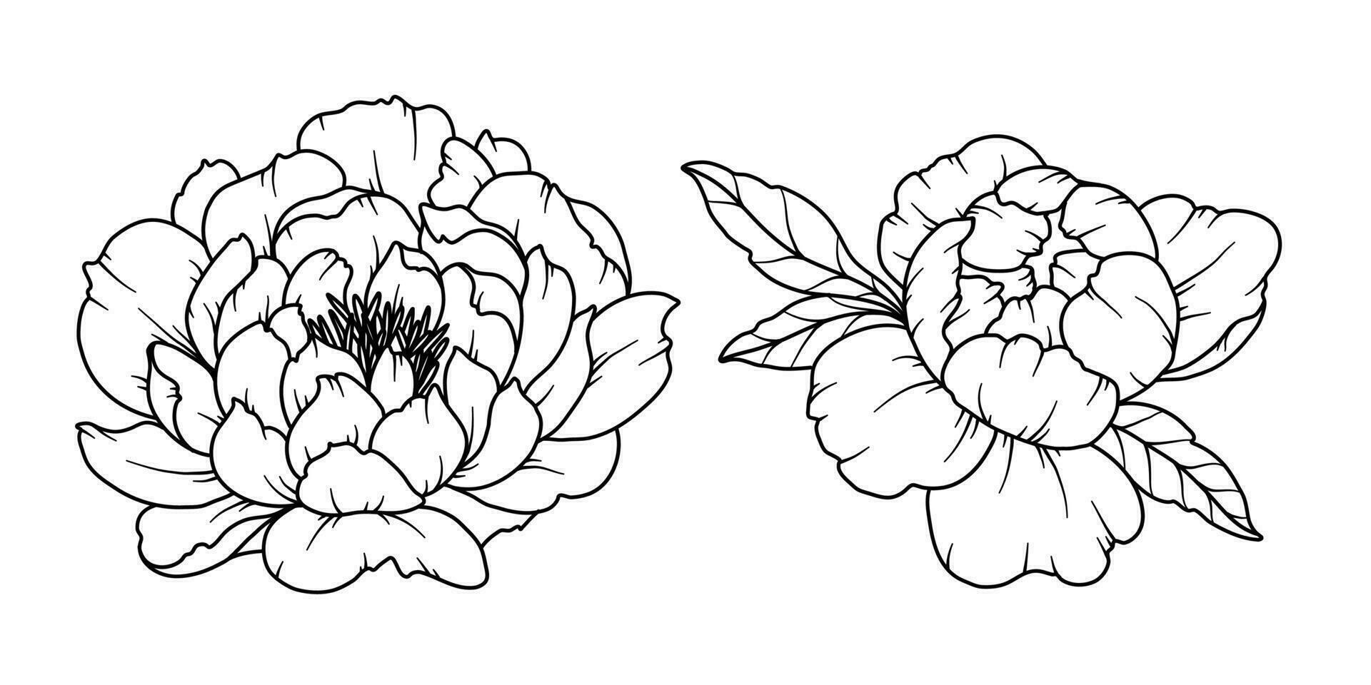 Peony Line Drawing. Black and white Floral Bouquets. Flower Coloring Page. Floral Line Art. Fine Line Peony illustration. Hand Drawn flowers. Botanical Coloring. Wedding invitation flowers vector