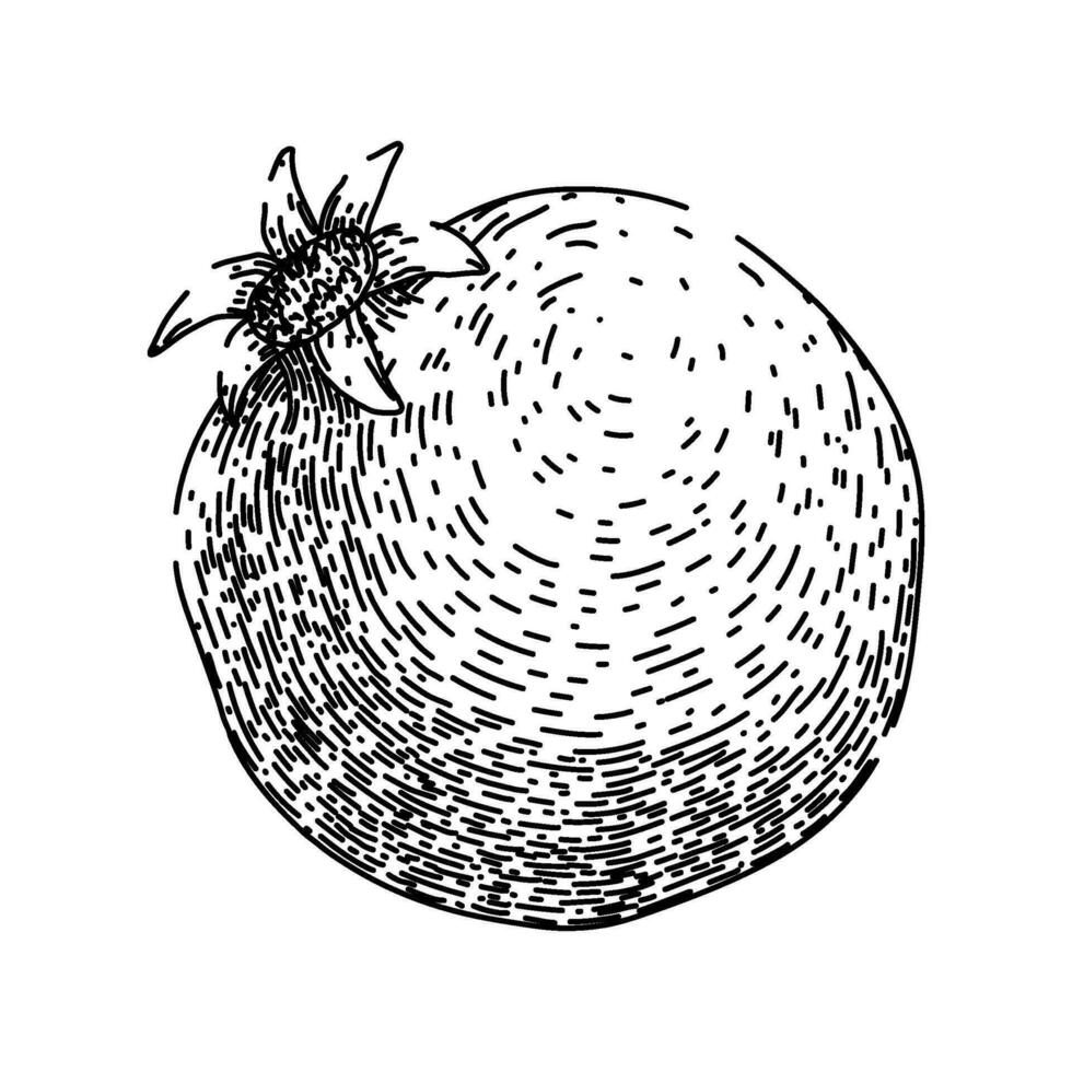 seed pomegranate sketch hand drawn vector